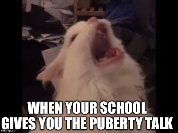 This happened recently | WHEN YOUR SCHOOL GIVES YOU THE PUBERTY TALK | image tagged in screamin cat | made w/ Imgflip meme maker