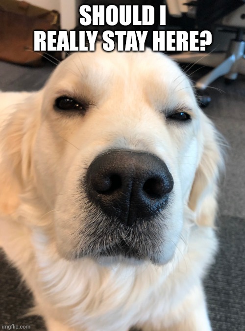 Making sure | SHOULD I REALLY STAY HERE? | image tagged in not sure if - business dog | made w/ Imgflip meme maker