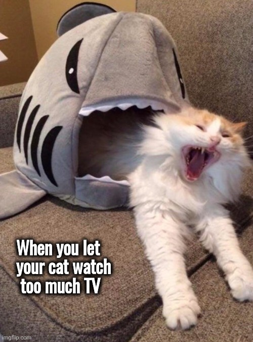 Just when you thought it was safe | When you let
  your cat watch
   too much TV | image tagged in jaws,well yes but actually no,movies,tv,going to need a bigger boat | made w/ Imgflip meme maker