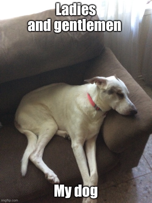 ALL who come to this stream, my dog | Ladies and gentlemen; My dog | image tagged in navi | made w/ Imgflip meme maker