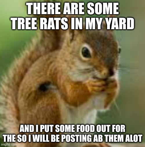 lets see how long it takes for them to get the food :) | THERE ARE SOME TREE RATS IN MY YARD; AND I PUT SOME FOOD OUT FOR THE SO I WILL BE POSTING AB THEM ALOT | image tagged in kdn jkefje | made w/ Imgflip meme maker