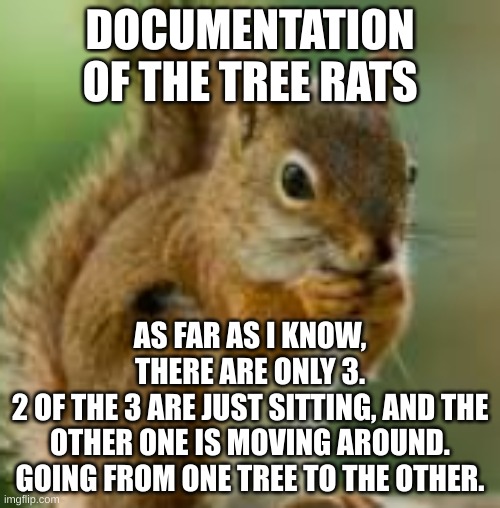 kdn;jkefje | DOCUMENTATION OF THE TREE RATS; AS FAR AS I KNOW, THERE ARE ONLY 3.
2 OF THE 3 ARE JUST SITTING, AND THE OTHER ONE IS MOVING AROUND. GOING FROM ONE TREE TO THE OTHER. | image tagged in kdn jkefje | made w/ Imgflip meme maker