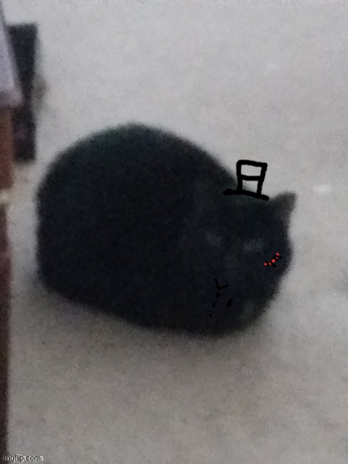 sam-loaf | image tagged in low quality ninja,s o u p,sammy,cat,cute,meow | made w/ Imgflip meme maker
