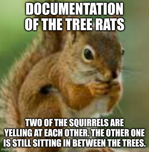 kdn;jkefje | DOCUMENTATION OF THE TREE RATS; TWO OF THE SQUIRRELS ARE YELLING AT EACH OTHER. THE OTHER ONE IS STILL SITTING IN BETWEEN THE TREES. | image tagged in kdn jkefje | made w/ Imgflip meme maker