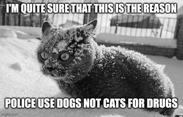 so much cocaine cat | I'M QUITE SURE THAT THIS IS THE REASON; POLICE USE DOGS NOT CATS FOR DRUGS | image tagged in so much cocaine cat | made w/ Imgflip meme maker