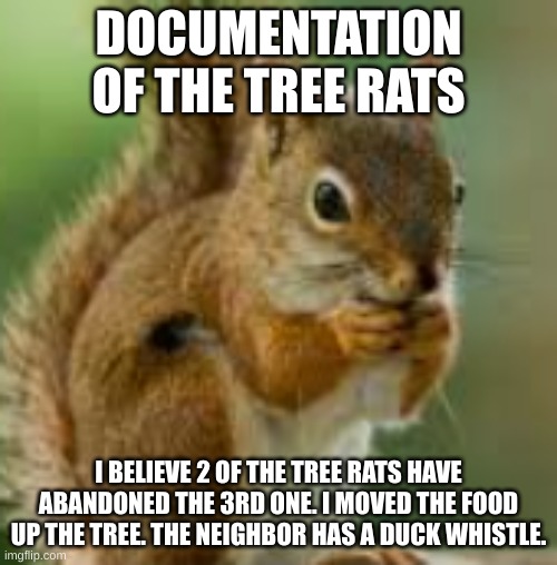 kdn;jkefje | DOCUMENTATION OF THE TREE RATS; I BELIEVE 2 OF THE TREE RATS HAVE ABANDONED THE 3RD ONE. I MOVED THE FOOD UP THE TREE. THE NEIGHBOR HAS A DUCK WHISTLE. | image tagged in kdn jkefje | made w/ Imgflip meme maker