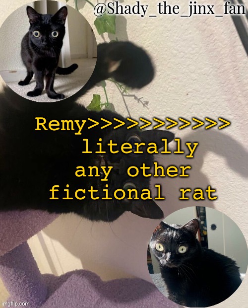 Shady’s jinx temp (once agaun thanks ishowsun) | Remy>>>>>>>>>>>
 literally any other fictional rat | image tagged in shady s jinx temp once agaun thanks ishowsun | made w/ Imgflip meme maker