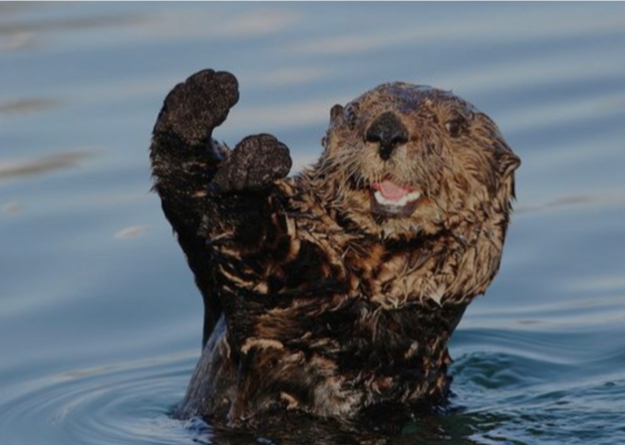High Quality Otter victory Blank Meme Template