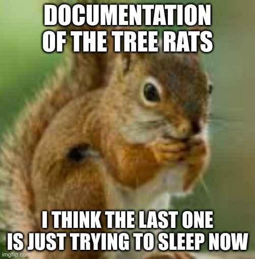 mission failed. we'll get 'em next time. | DOCUMENTATION OF THE TREE RATS; I THINK THE LAST ONE IS JUST TRYING TO SLEEP NOW | image tagged in kdn jkefje | made w/ Imgflip meme maker
