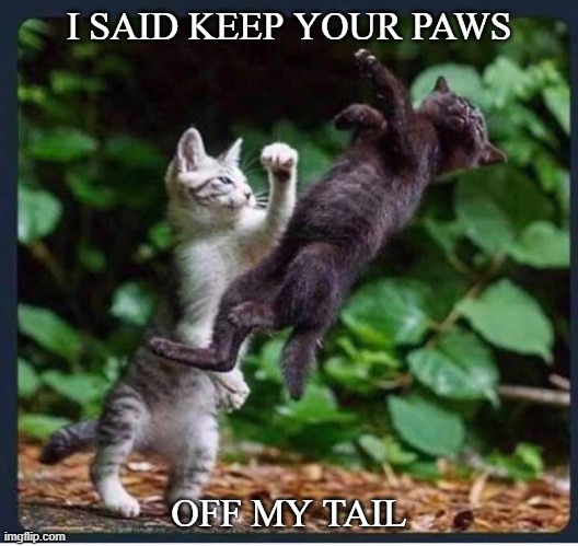 Cat tail | I SAID KEEP YOUR PAWS; OFF MY TAIL | image tagged in cats,funny memes,funny cats,memes | made w/ Imgflip meme maker