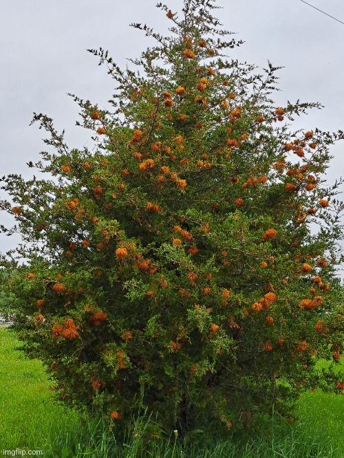 Lots of cedar apple rust this year | made w/ Imgflip meme maker