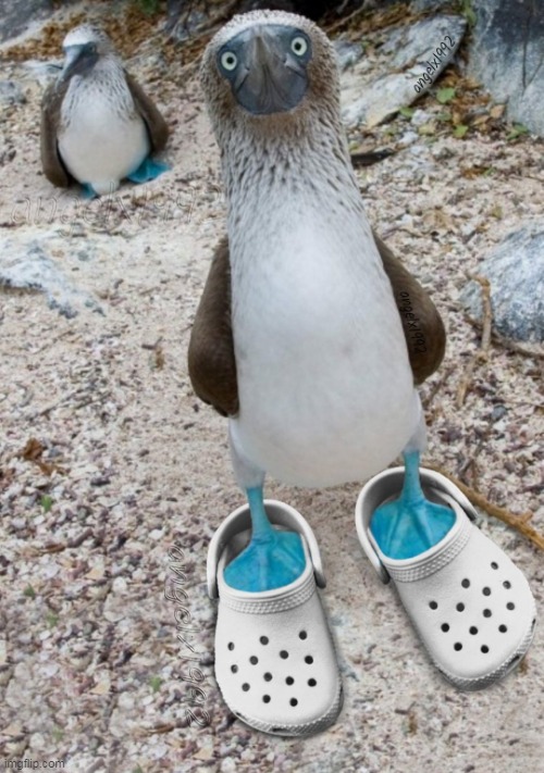 image tagged in blue footed booby,bird,feet,shoes,crocs,pacific | made w/ Imgflip meme maker