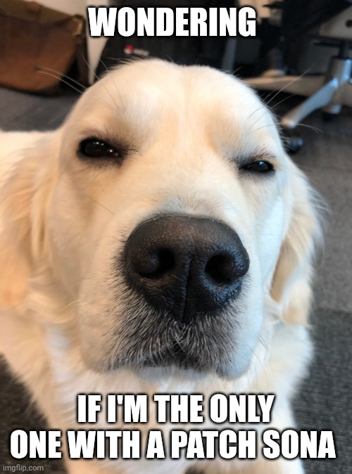 Not Sure If - Business Dog | WONDERING; IF I'M THE ONLY ONE WITH A PATCH SONA | image tagged in not sure if - business dog | made w/ Imgflip meme maker