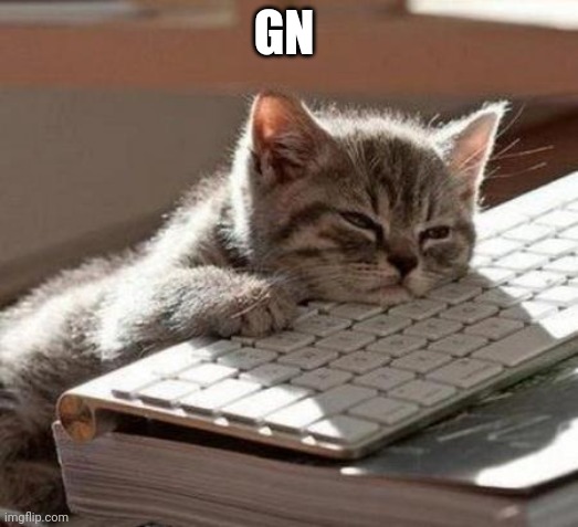 tired cat | GN | image tagged in tired cat | made w/ Imgflip meme maker