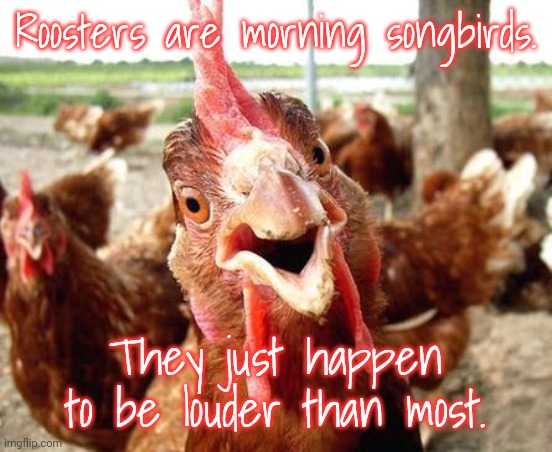 Too bad they don't have a snooze button. | Roosters are morning songbirds. They just happen to be louder than most. | image tagged in chicken,wake up,good morning,farm animals | made w/ Imgflip meme maker