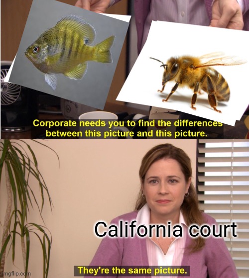 They're The Same Picture Meme | California court | image tagged in memes,they're the same picture,bees,fish,environmental protection agency,california | made w/ Imgflip meme maker