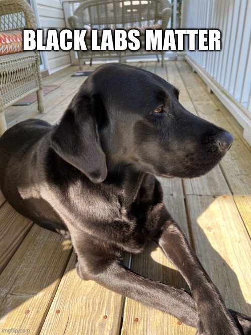 Black Labs Matter | BLACK LABS MATTER | image tagged in labrador,blm,dog,friend,black | made w/ Imgflip meme maker
