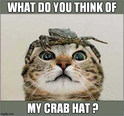 Cat Fashion ! | WHAT DO YOU THINK OF; MY CRAB HAT ? | image tagged in cats,fashion,crab,hat | made w/ Imgflip meme maker