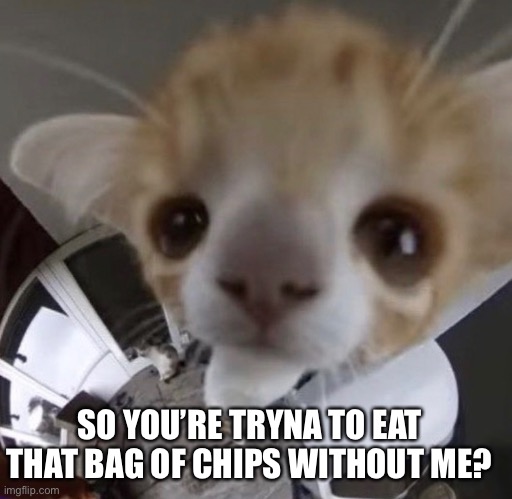 Kitty | SO YOU’RE TRYNA TO EAT THAT BAG OF CHIPS WITHOUT ME? | image tagged in food,funny memes | made w/ Imgflip meme maker