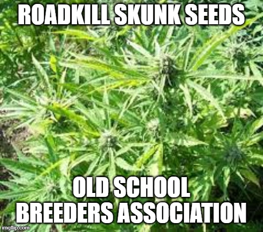 ROADKILL SKUNK SEEDS | ROADKILL SKUNK SEEDS; OLD SCHOOL BREEDERS ASSOCIATION | image tagged in seeds | made w/ Imgflip meme maker
