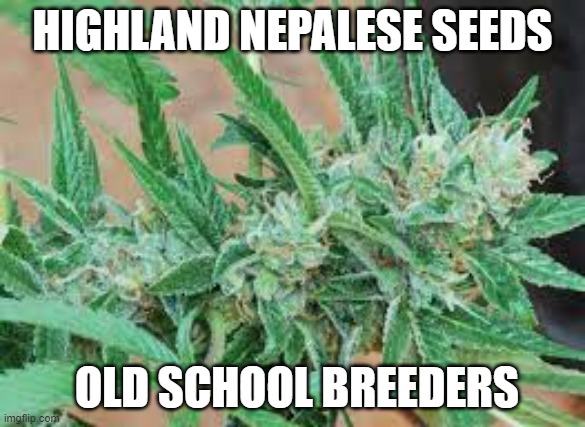 HIGHLAND NEPALESE SEEDS | HIGHLAND NEPALESE SEEDS; OLD SCHOOL BREEDERS | image tagged in seeds | made w/ Imgflip meme maker