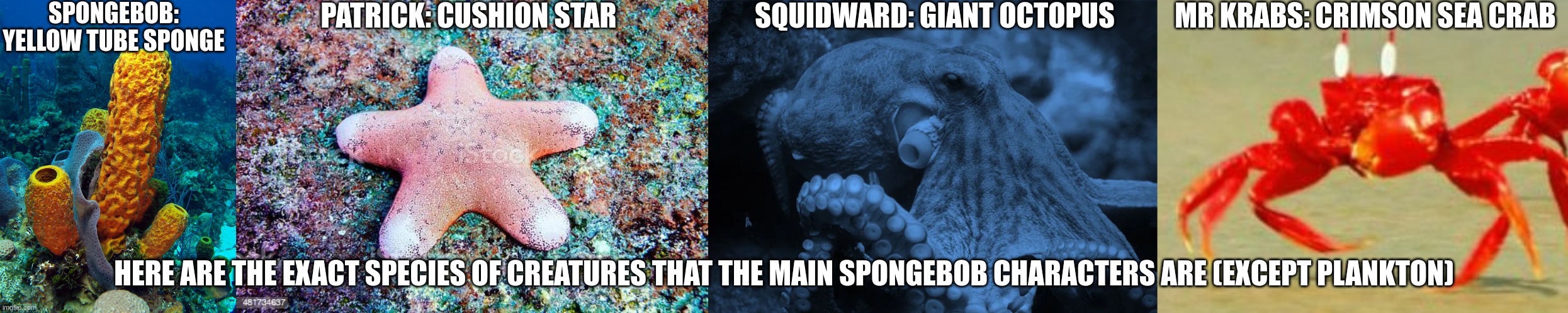 also hi chat | SPONGEBOB: YELLOW TUBE SPONGE; PATRICK: CUSHION STAR; SQUIDWARD: GIANT OCTOPUS; MR KRABS: CRIMSON SEA CRAB; HERE ARE THE EXACT SPECIES OF CREATURES THAT THE MAIN SPONGEBOB CHARACTERS ARE (EXCEPT PLANKTON) | made w/ Imgflip meme maker