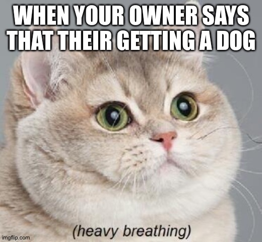 UH OH IM DEAD | WHEN YOUR OWNER SAYS THAT THEIR GETTING A DOG | image tagged in memes,heavy breathing cat,cats,dog vs cat,uh oh,sad but true | made w/ Imgflip meme maker