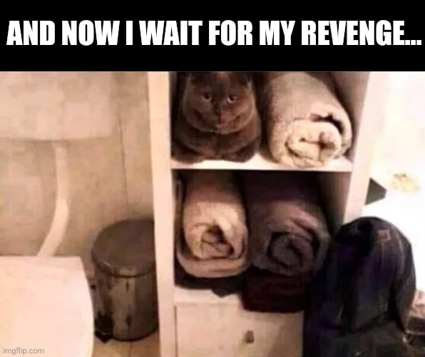 Cat got your towel? | AND NOW I WAIT FOR MY REVENGE... | image tagged in hiding,towel,cat,waiting,revenge,funny cats | made w/ Imgflip meme maker