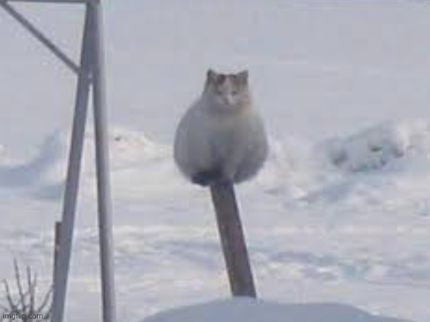 Pole cat | image tagged in hail pole cat | made w/ Imgflip meme maker