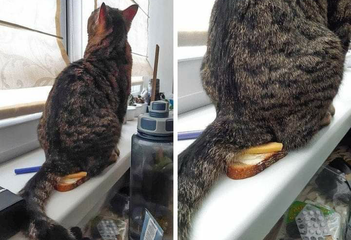 Cat Sandwich Blank Meme Template