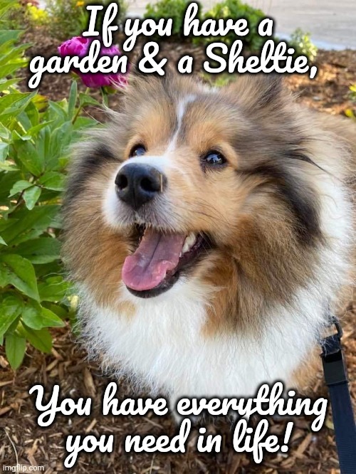 Garden and Sheltie | If you have a garden & a Sheltie, You have everything you need in life! | image tagged in garden,gardening,sheltie,good life | made w/ Imgflip meme maker