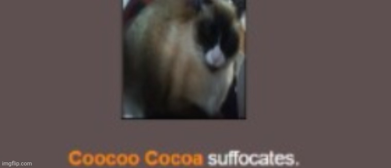 COCOA NOOO WHY | made w/ Imgflip meme maker