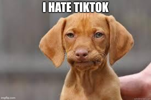 Disappointed Dog | I HATE TIKTOK | image tagged in disappointed dog | made w/ Imgflip meme maker