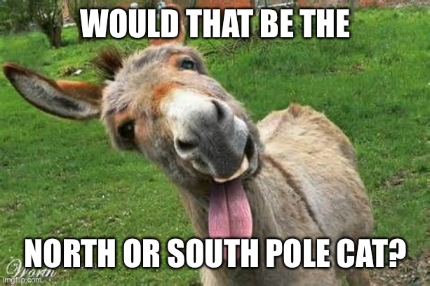 Laughing Donkey | WOULD THAT BE THE NORTH OR SOUTH POLE CAT? | image tagged in laughing donkey | made w/ Imgflip meme maker