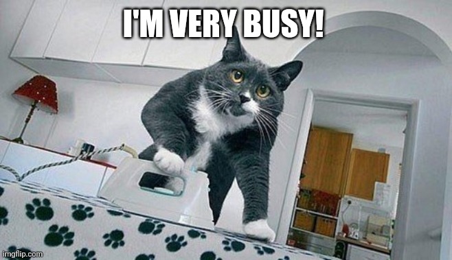 Busy cat | I'M VERY BUSY! | image tagged in cat | made w/ Imgflip meme maker
