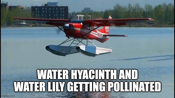 WATER HYACINTH AND WATER LILY GETTING POLLINATED | made w/ Imgflip meme maker