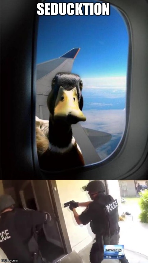 Seducktion | SEDUCKTION | image tagged in duck on plane wing,fbi open up | made w/ Imgflip meme maker