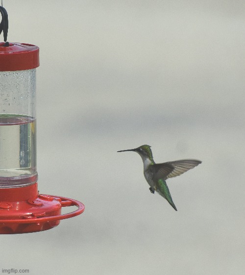 midflight | image tagged in hummingbird,midflight | made w/ Imgflip meme maker