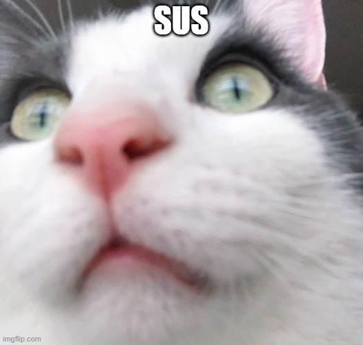 sussy cat | SUS | image tagged in sus | made w/ Imgflip meme maker