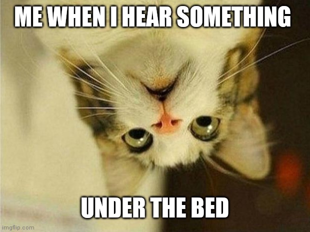 this is me | ME WHEN I HEAR SOMETHING; UNDER THE BED | image tagged in memes,scared cat | made w/ Imgflip meme maker