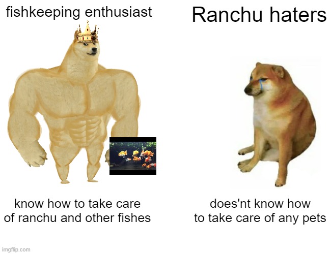 Buff Doge vs. Cheems Meme | fishkeeping enthusiast; Ranchu haters; know how to take care of ranchu and other fishes; does'nt know how to take care of any pets | image tagged in memes,buff doge vs cheems | made w/ Imgflip meme maker