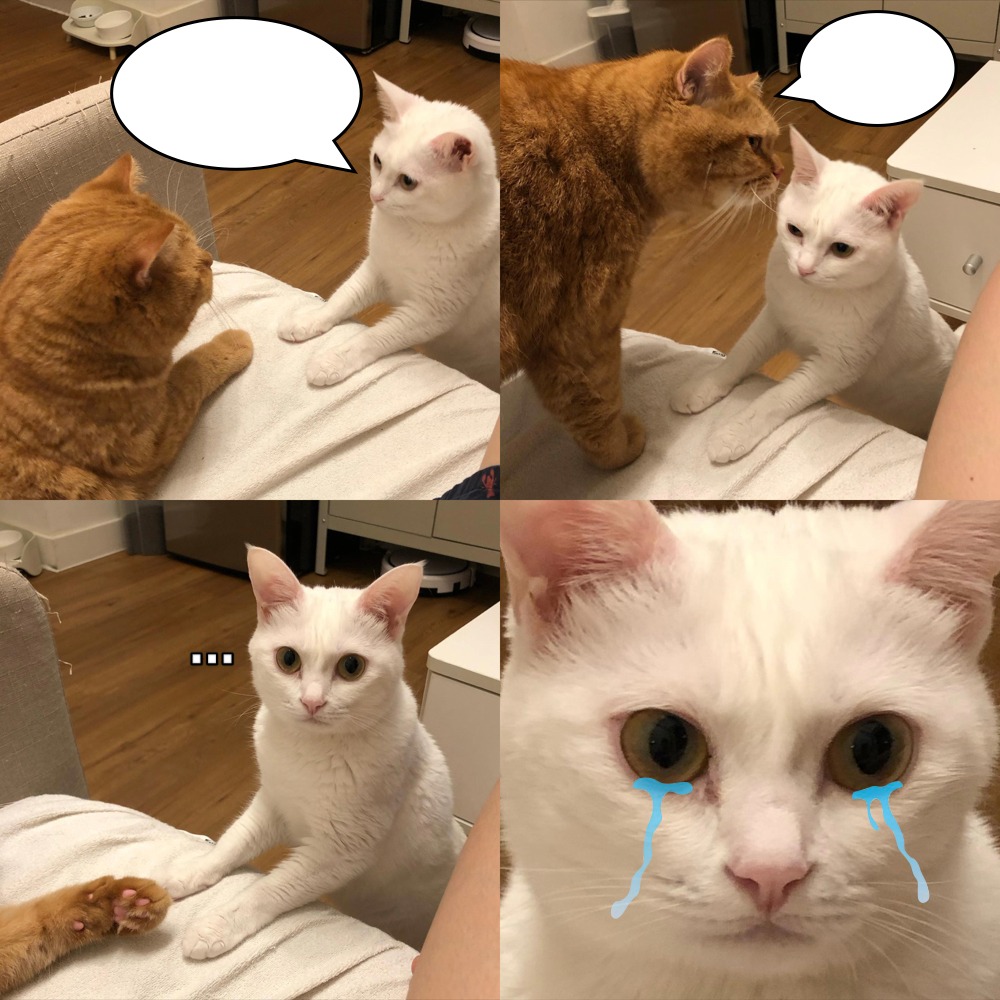 High Quality talking cats Blank Meme Template