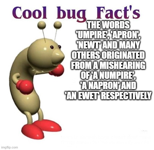 Cool Bug Facts | THE WORDS 'UMPIRE', 'APRON', 'NEWT' AND MANY OTHERS ORIGINATED FROM A MISHEARING OF 'A NUMPIRE', 'A NAPRON' AND 'AN EWET' RESPECTIVELY | image tagged in cool bug facts | made w/ Imgflip meme maker