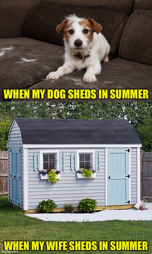 Summer Shedding | WHEN MY DOG SHEDS IN SUMMER; WHEN MY WIFE SHEDS IN SUMMER | image tagged in summer,shedding,dog,wife | made w/ Imgflip meme maker
