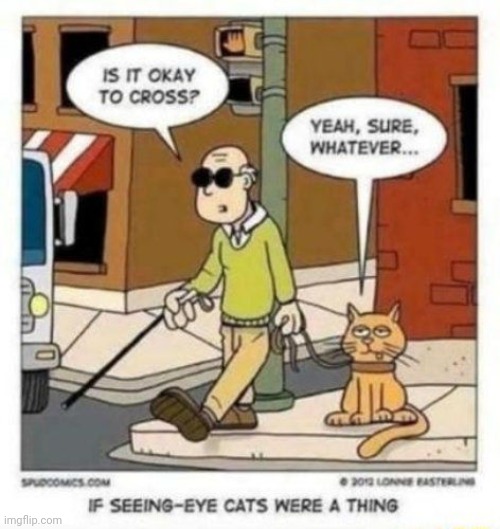 Just finding out | image tagged in cat,helper | made w/ Imgflip meme maker