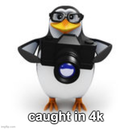 Caught in 4k | caught in 4k | image tagged in caught in 4k | made w/ Imgflip meme maker