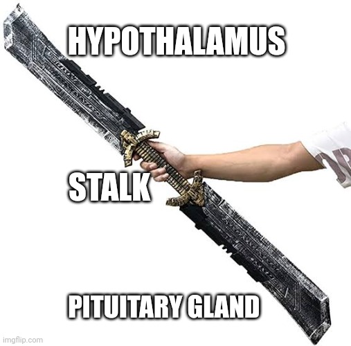 HYPOTHALAMUS; STALK; PITUITARY GLAND | made w/ Imgflip meme maker