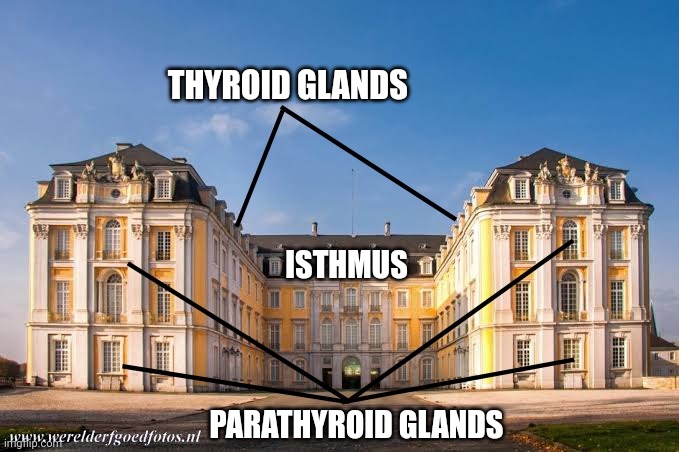 THYROID GLANDS; ISTHMUS; PARATHYROID GLANDS | made w/ Imgflip meme maker