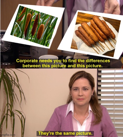 Cattails and corn dogs (used in comment) | image tagged in memes,they're the same picture,cattails,corn dogs,meme,comparison | made w/ Imgflip meme maker