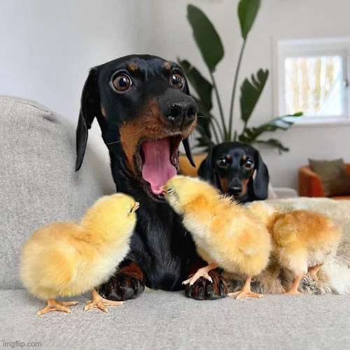 A story of confusion | image tagged in funny,dogs,chicks | made w/ Imgflip meme maker